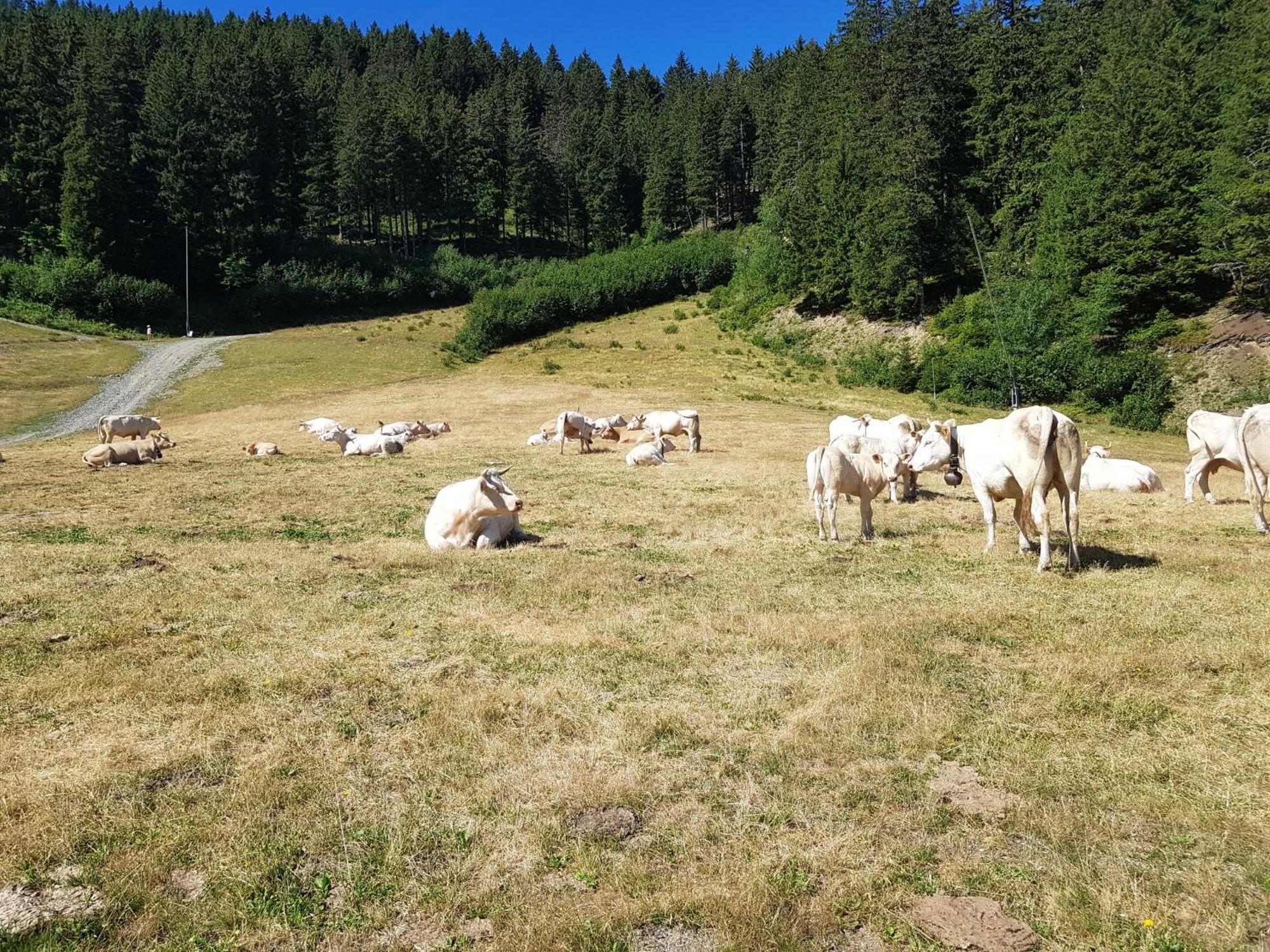Les 7 Laux Immobilier Chalet E プラプテル エクステリア 写真